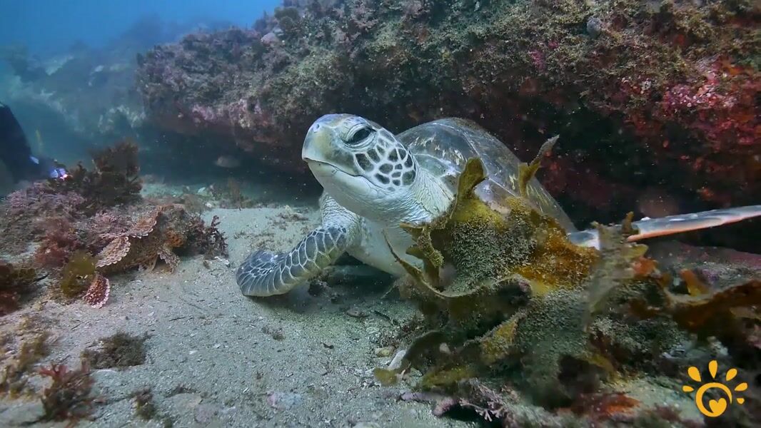 Underwater scene from a guided shore dive in Sydney
